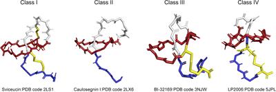 Lasso Peptides: Heterologous Production and Potential Medical Application